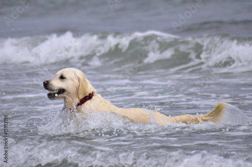 Retriever in water