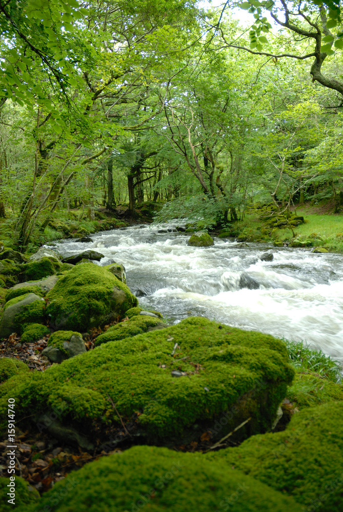 Forest river Forest river