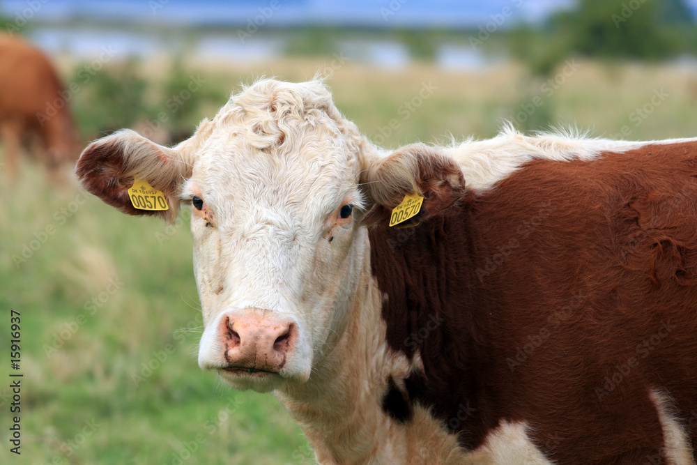 cow cow