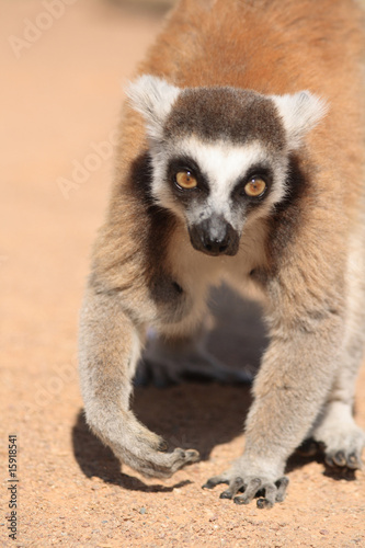 lemur monkey