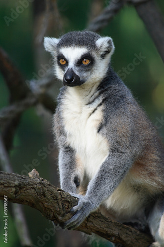 lemur monkey