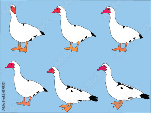 duck collection with background - vector