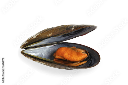 Steamed mussel isolated over white with clipping path.