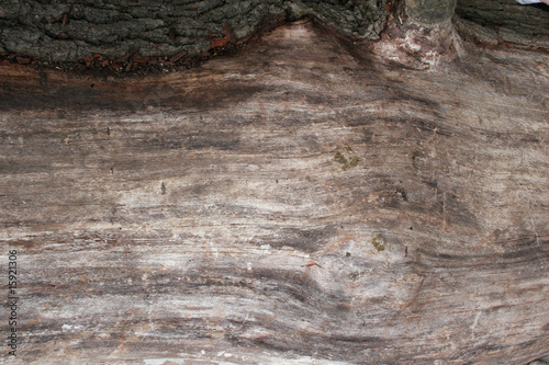 Wood and Bark Textures on Felled Tree