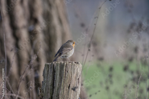 Rotkehlchen photo