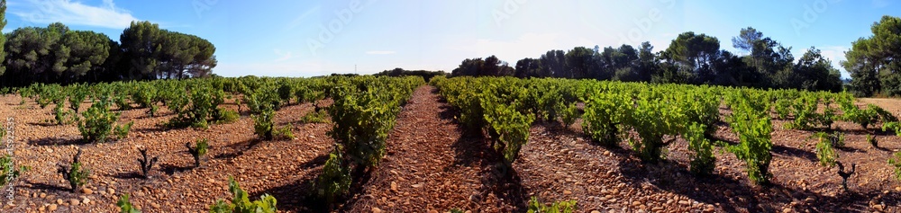 Panorama de vignes