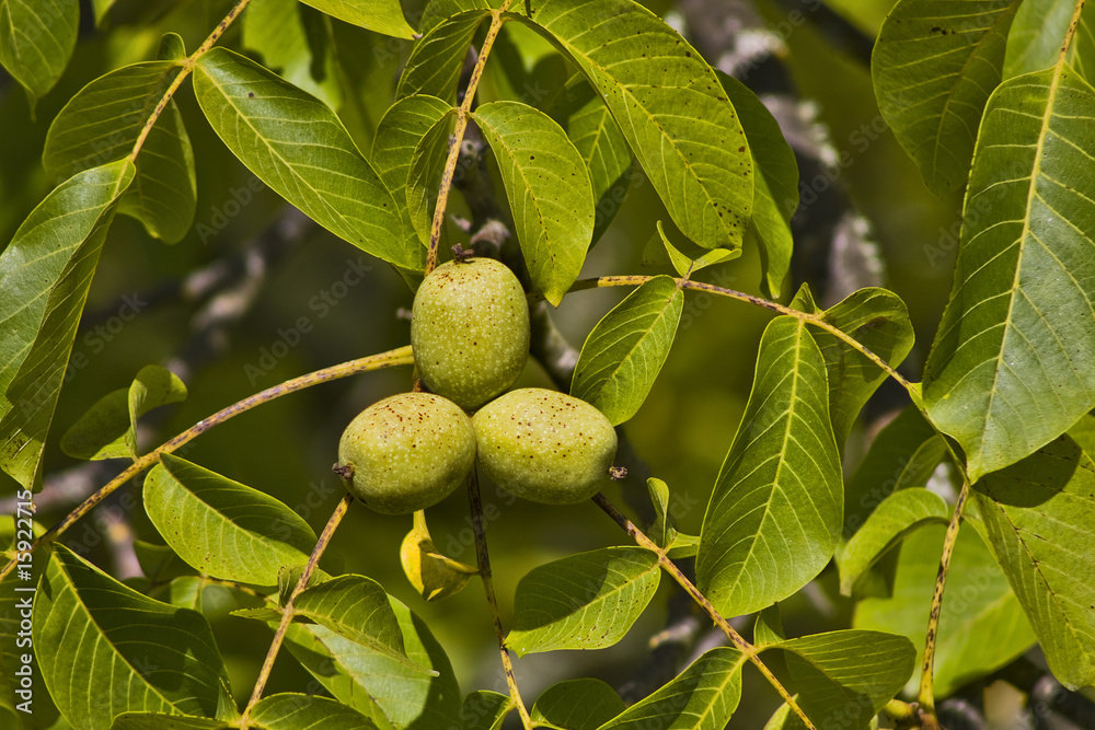 Obraz premium nueces en el arbol
