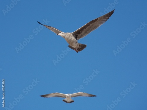 a couple of seagulls