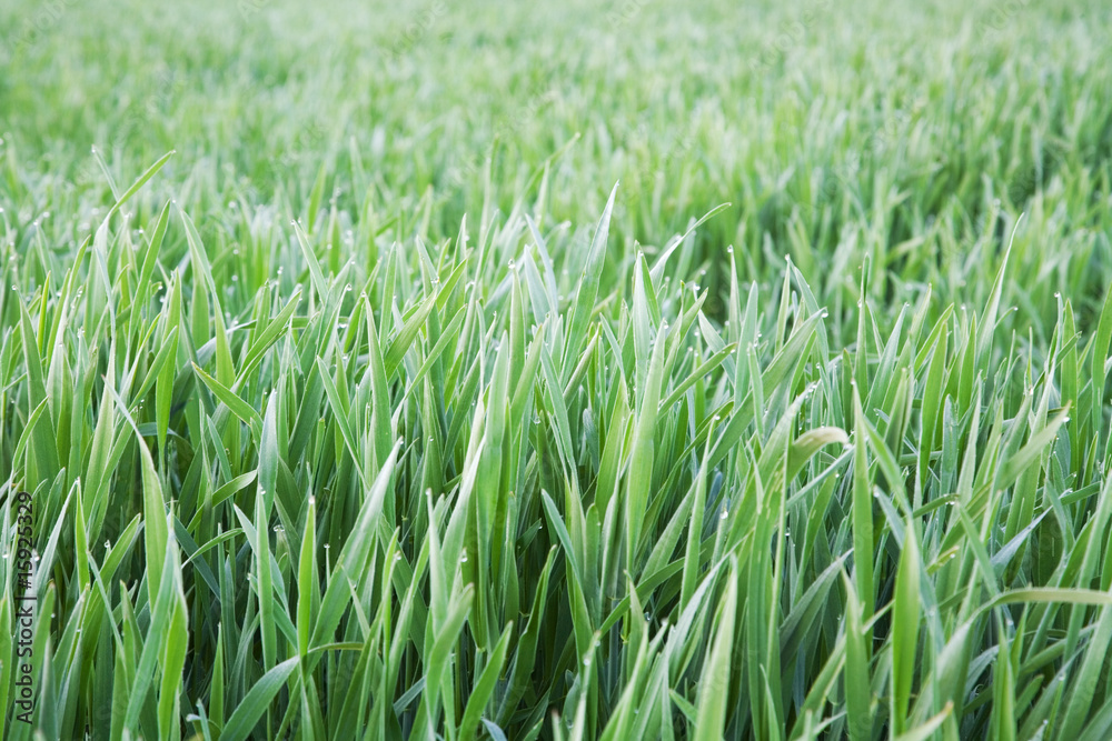 Obraz premium Green grass