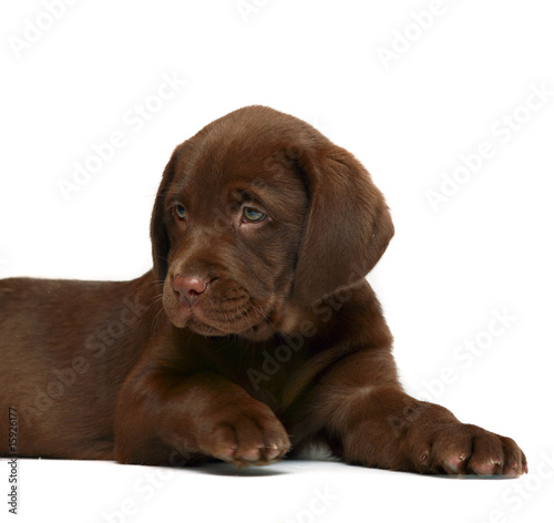 Chocolate puppy Labrador.