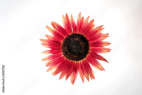 Sonnenblume rot