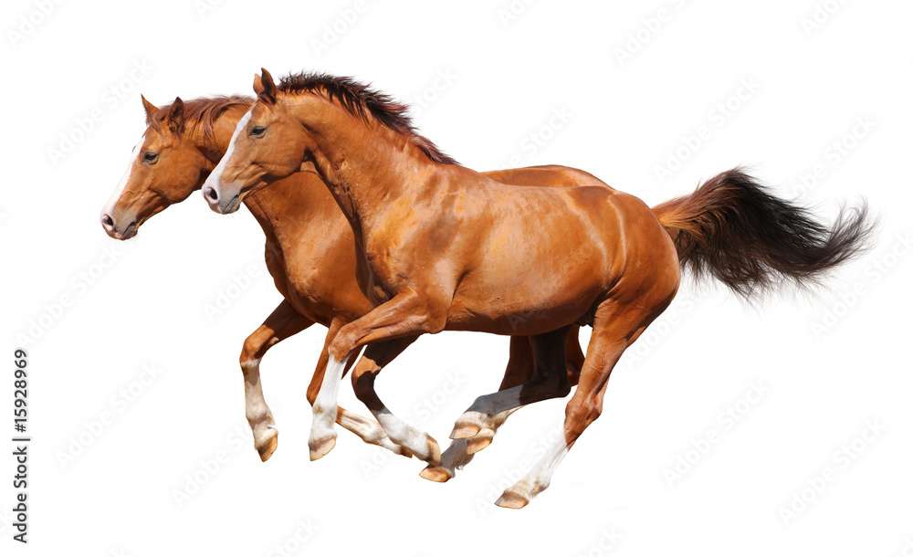 Obraz premium Two sorrel horses gallop