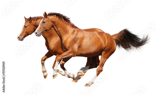 Two sorrel horses gallop