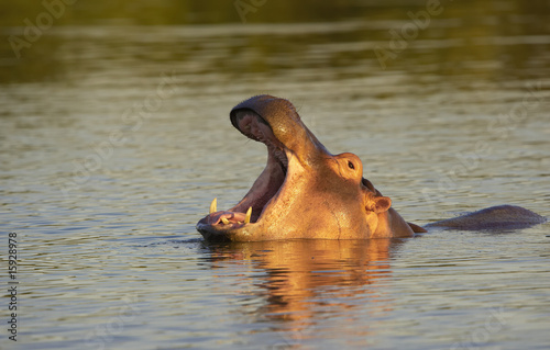 Large hippopotamus