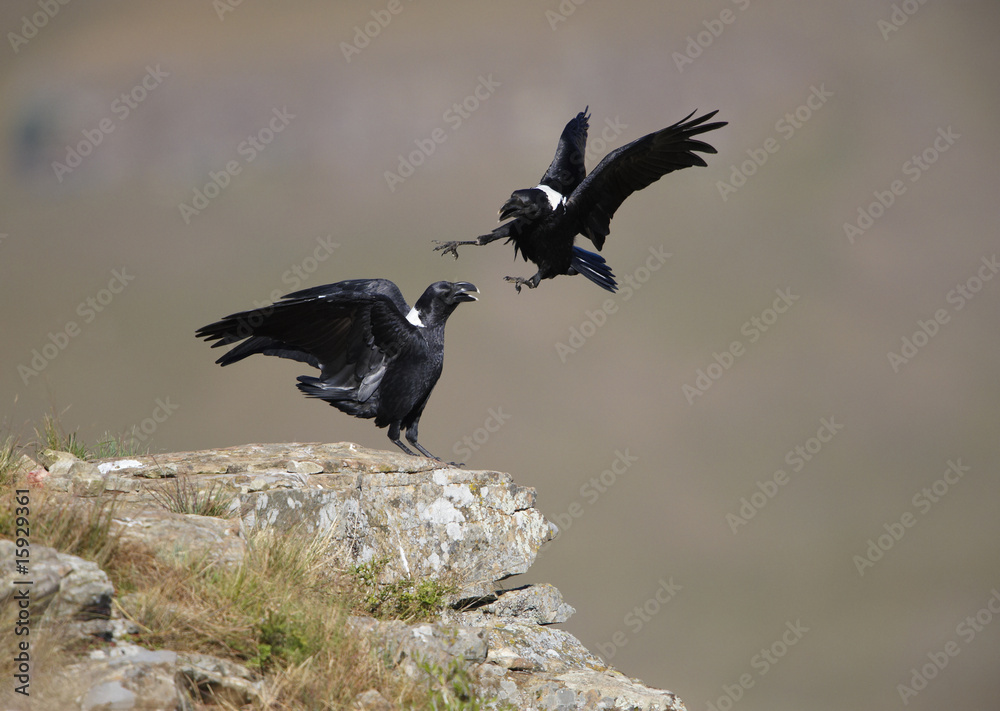 Obraz premium White-necked Ravens