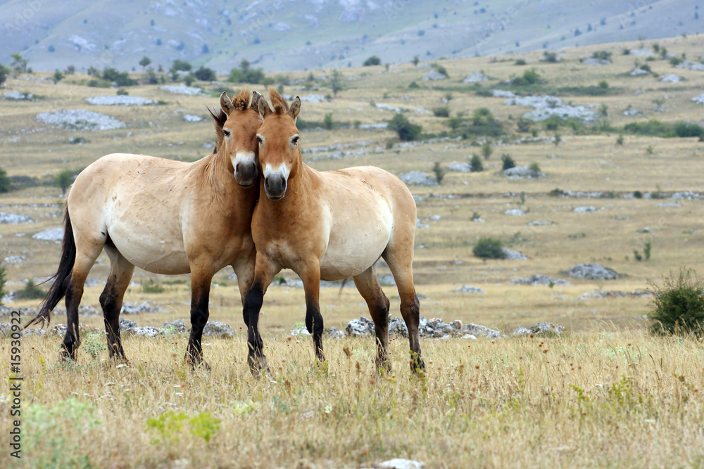 Obraz premium cheval de przewalski-Equus przewalskii
