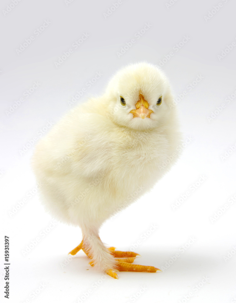 Obraz premium chicken