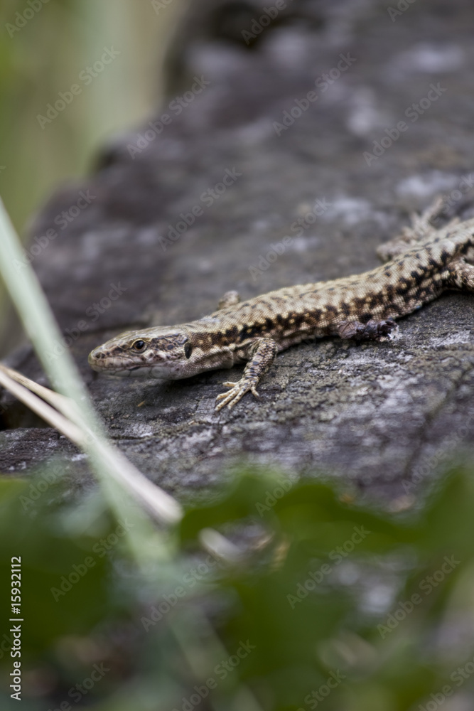 Fototapeta premium Lezard