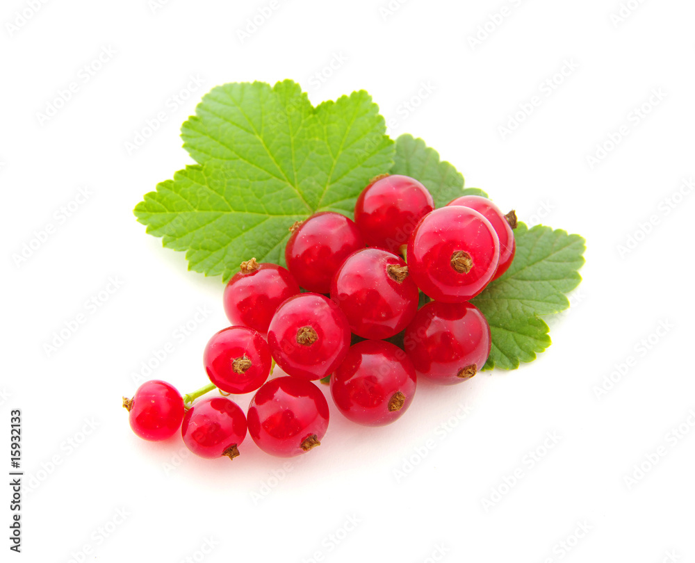red currants red currants
