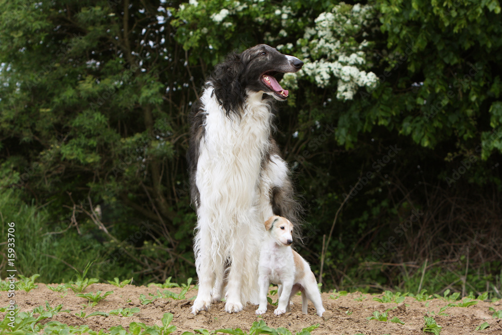 lévrier barzoï debout de face à côté de son minuscule chiot lévrier barzoï debout de face à côté de son minuscule chiot