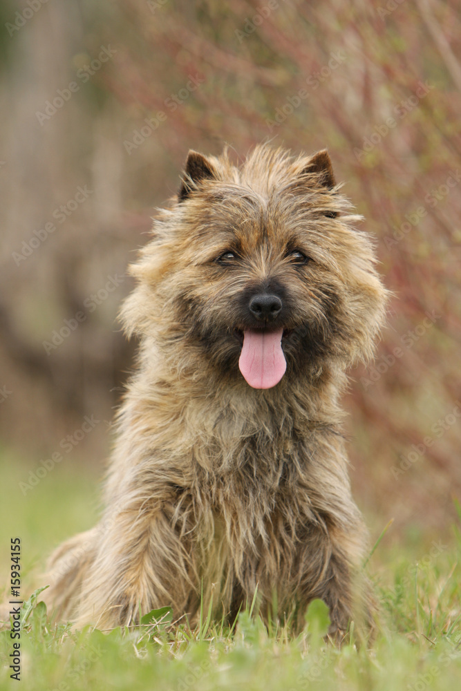 cairn terrier marron assis de face dans l'herbe - ébouriffé cairn terrier marron assis de face dans l'herbe - ébouriffé