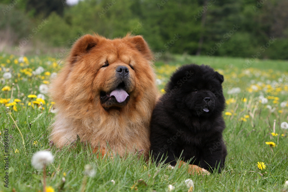 Fototapeta premium chow-chow adulte couché près de son chiot assis dans l'herbe