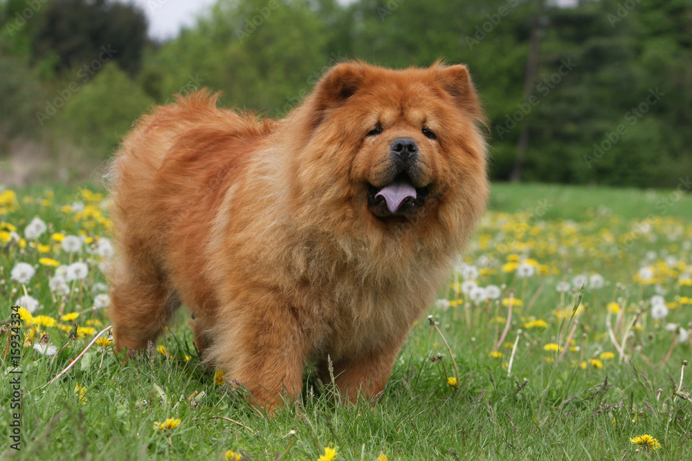 chow-chow rouge de trois quart immobile dans l'herbe
