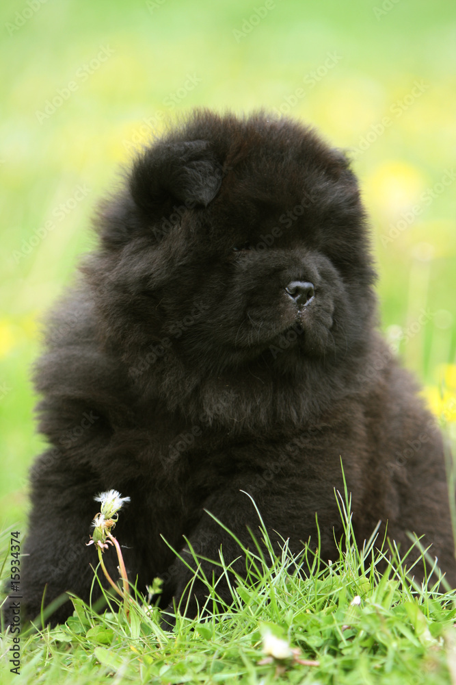 Gros Plan D Un Bebe Chow Chow Noir Assis De Face Dans L Herbe Stock Photo Adobe Stock