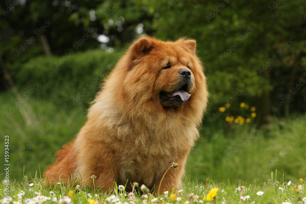 chow-chow rouge assis de trois quart parmi les fleurs chow-chow rouge assis de trois quart parmi les fleurs