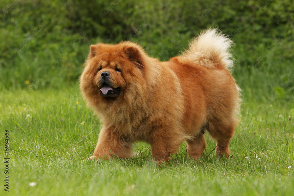 chow-chow rouge de profil regardant au loin - immobile