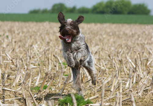 chiot griffon korthals bondissant à travers les champs photo