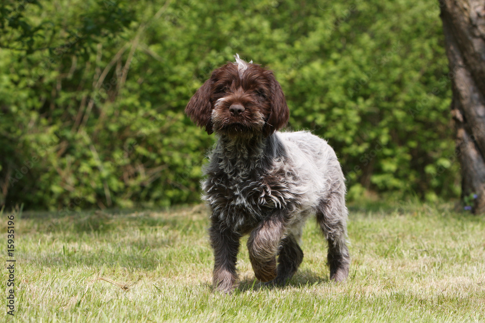 petit chiot griffon korthals marchant de face dans l'herbe Stock Photo |  Adobe Stock