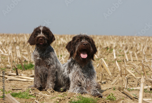 jeune griffon korthals assis à côté d'un adulte couché-champ photo