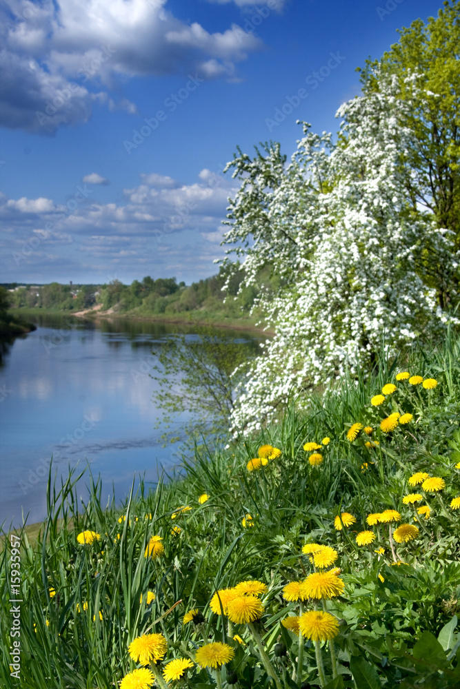 blossoming apple and dandelion yellow background on the river blossoming apple and dandelion yellow background on the river