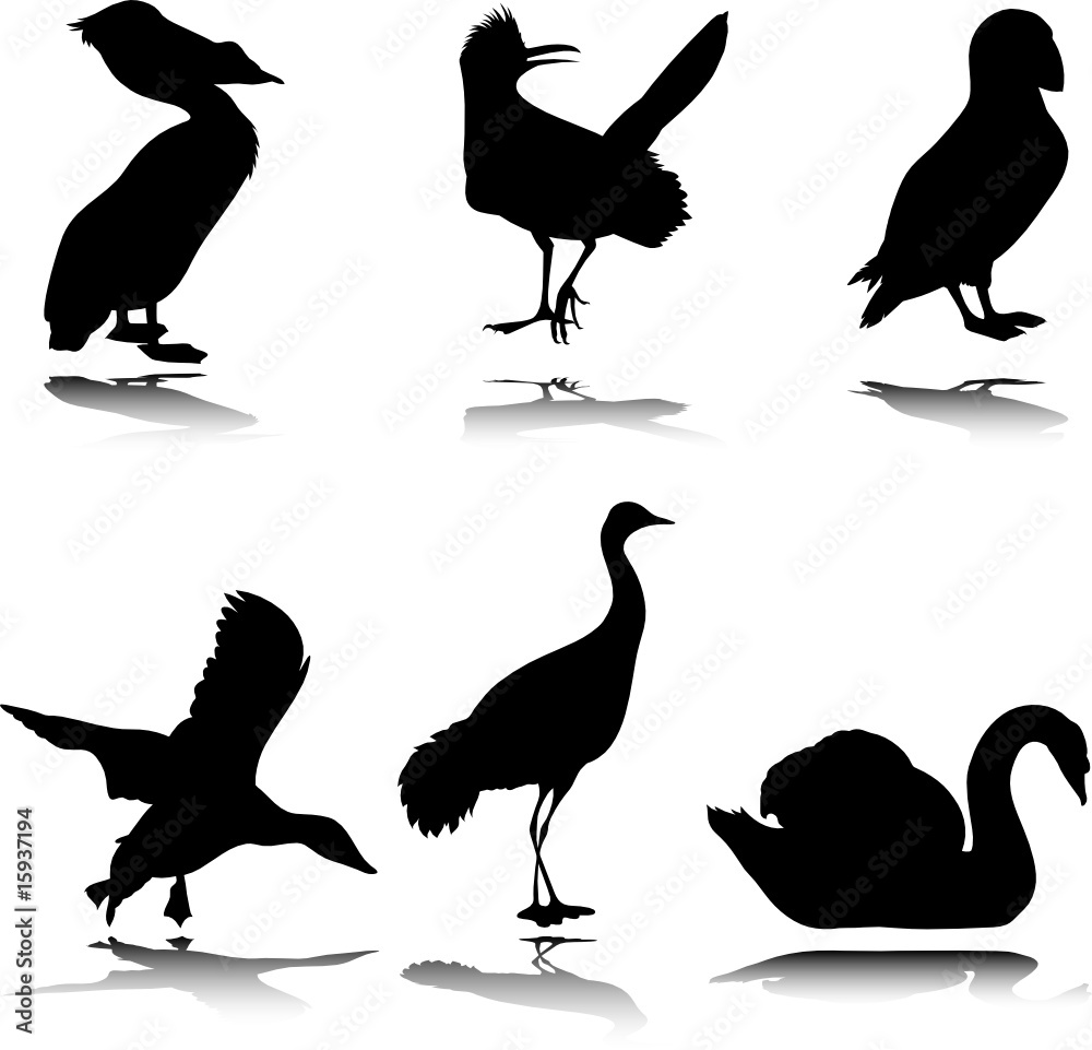 Naklejka bird black illustration