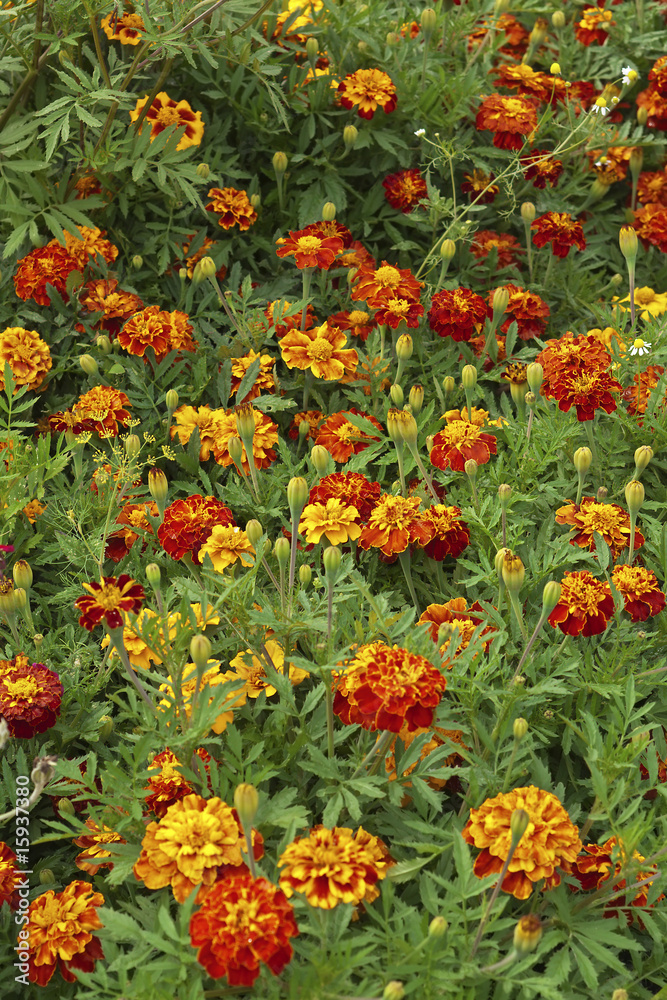 Marigolds in nature