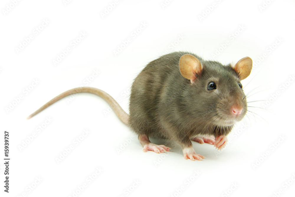 rat rat