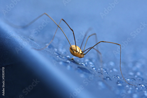 Daddy long legs spider on blue fabric