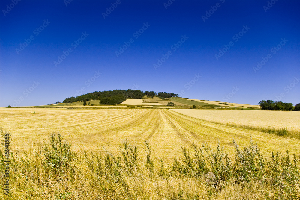 Prairie en Haute-Loire