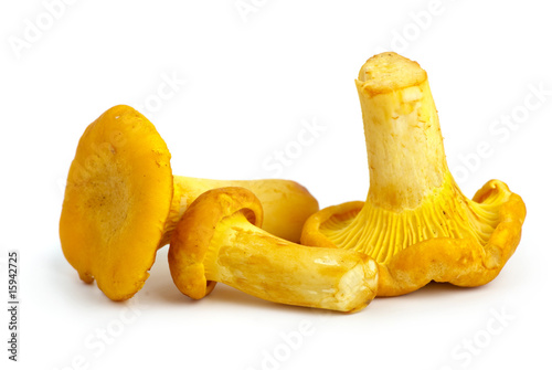 Three chanterelle mushrooms