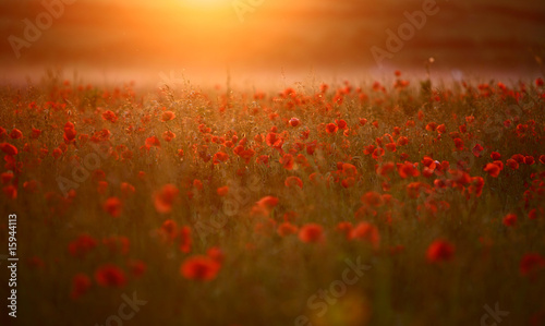 Fototapeta Naklejka Na Ścianę i Meble -  Red poppy Papaver rheas field in warm evening light