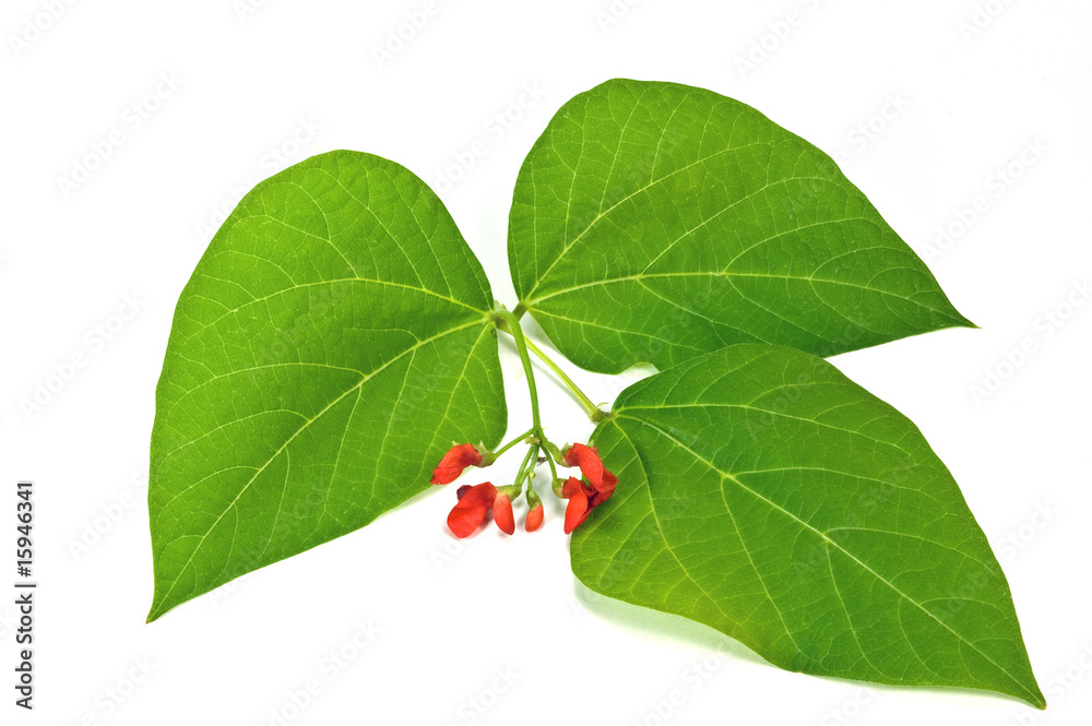 Scarlet runner bean leaf and flower Scarlet runner bean leaf and flower
