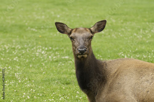 close-up of Cow Elk