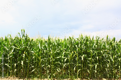 Crop of many tall green corn stalks.