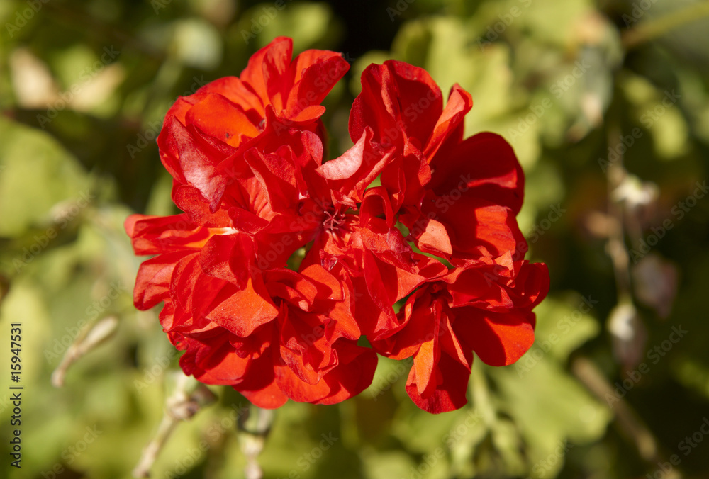 Red geranium flower with green grass background. Red geranium flower with green grass background.