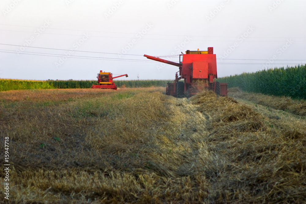 Fototapeta premium Combines harvesting Wheat