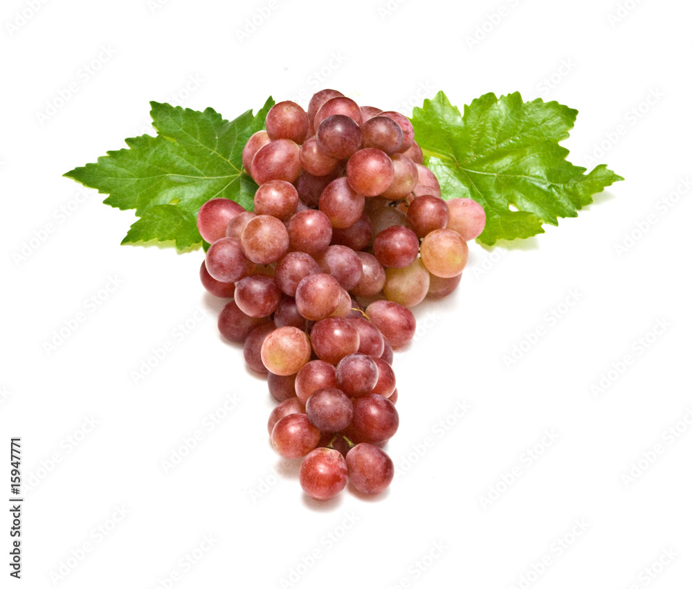 Fototapeta premium Grapevine isolated on white background