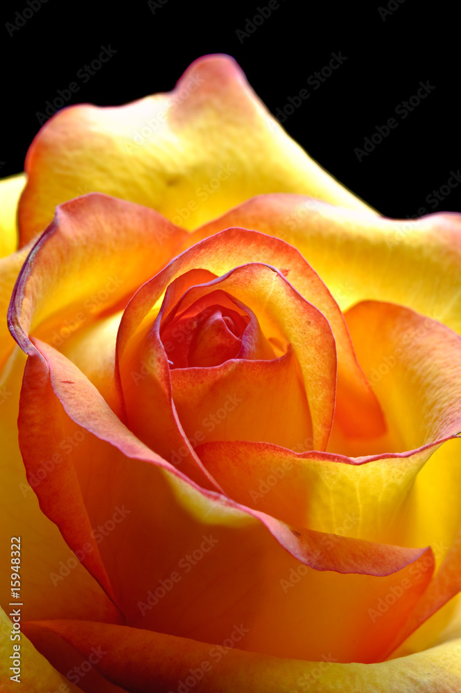 abstract yellow beautiful rose abstract yellow beautiful rose