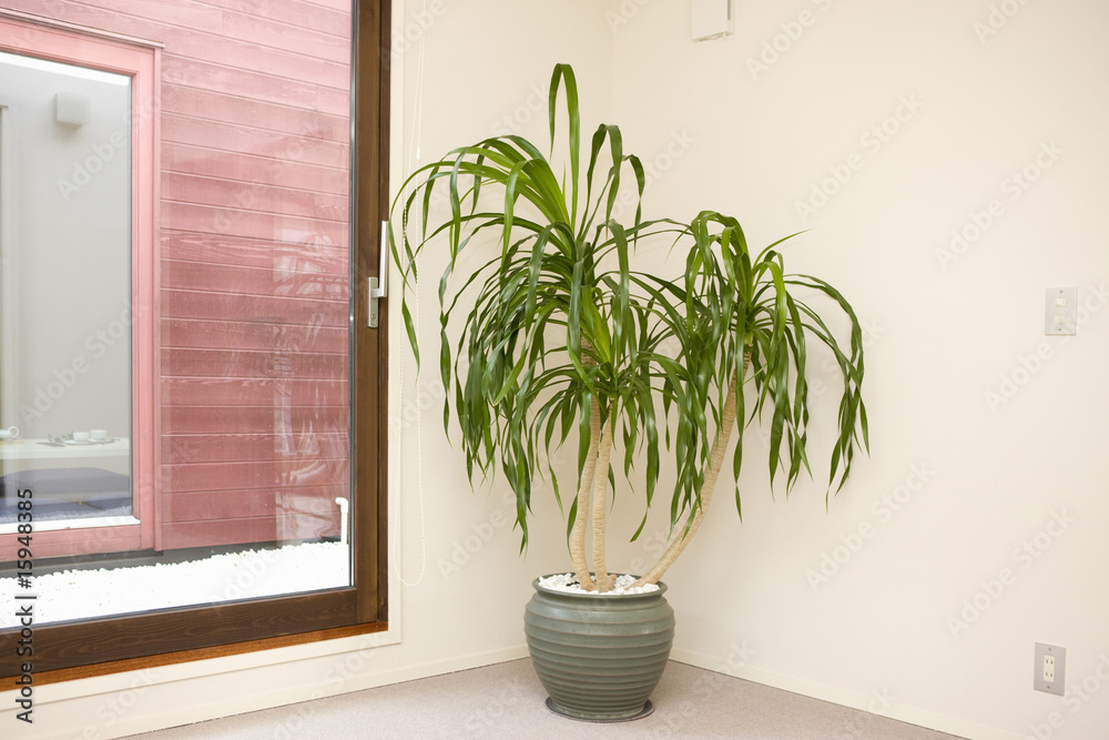 Fototapeta premium 観葉植物