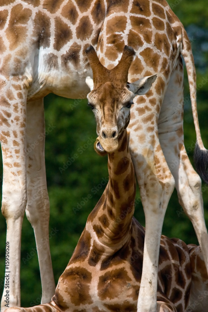 young giraffe with funny expression young giraffe with funny expression